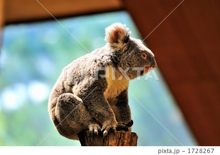 コアラ 1728267