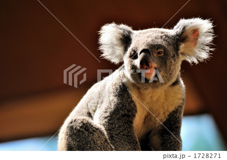 コアラ 1728271