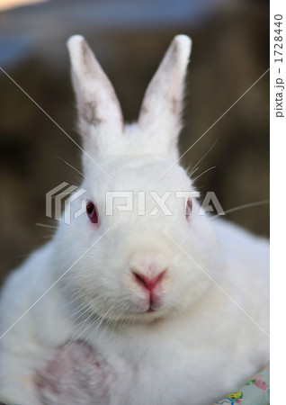 カイウサギ カイウサギ 1728440
