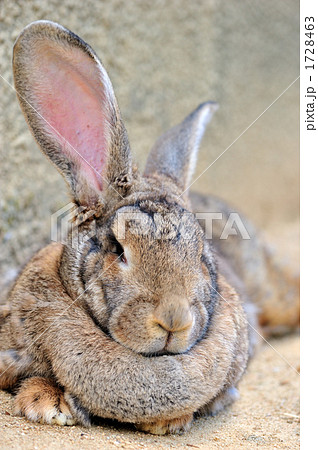 カイウサギ カイウサギ 1728463