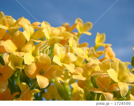 カランコエ 1728500