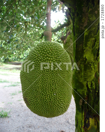 ジャックフルーツ/パラミツ 1728860