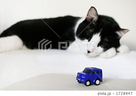 ペットと自動車イメージ ペットと自動車イメージ 1728947