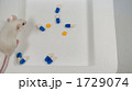 マウス 1729074