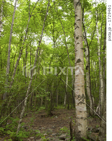 九寨溝の森林 1729461