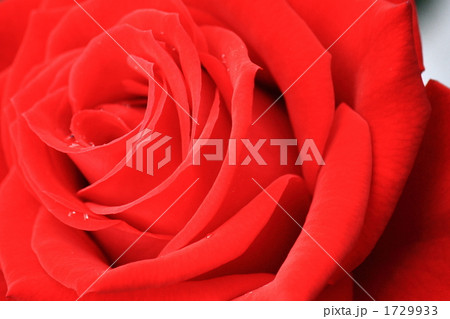 情熱の赤い薔薇 1729933