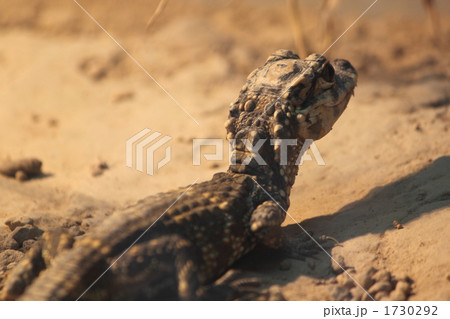 ヨウスコウワニの背中 ヨウスコウワニの背中 1730292