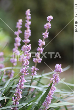 ヤブラン ヤブラン 1730551