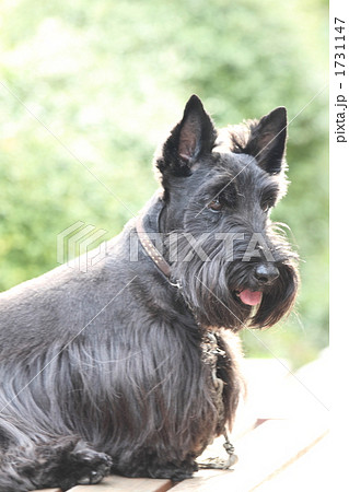 スコティッシュテリア　後姿　② 1731147