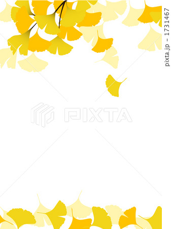 イチョウホワイトバック 1731467