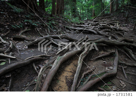 京都・鞍馬の木の根道 1731581