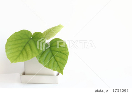 ウンベラータの子株 1732095