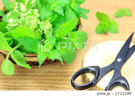 ミントの収穫 1732286