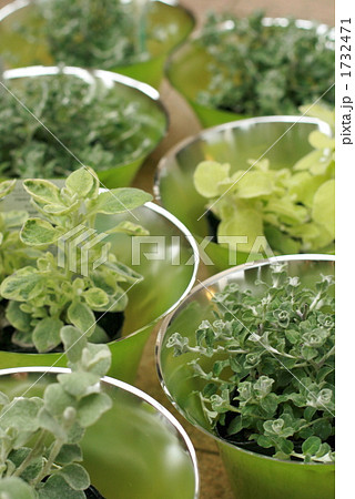 ヘリクリサム　グリーン 1732471