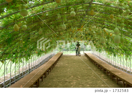 瓢箪の栽培 1732583