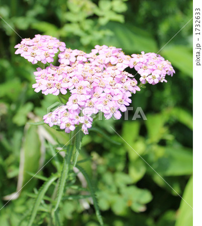 ノコギリソウ　１ 1732633