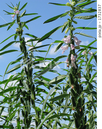 青空の下胡麻の花咲く 1732837