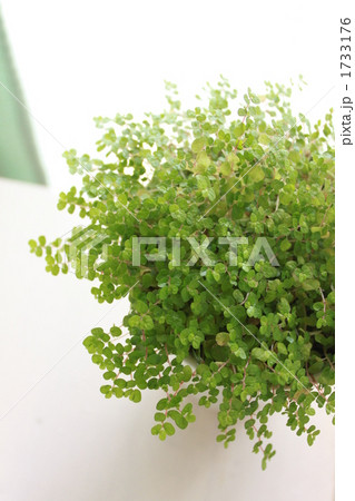 ベビーティアーズの葉 ベビーティアーズの葉 1733176