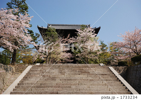 京都、金戒光明寺の桜と石段 1733234