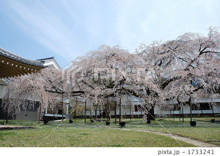 京都、醍醐寺の桜 1733241