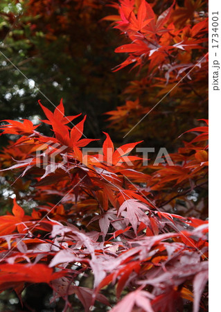ノムラカエデの春紅葉 ノムラカエデの春紅葉 1734001