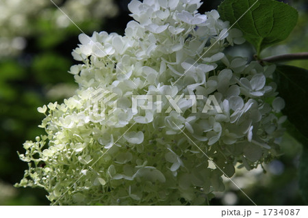 ミナズキ 1734087