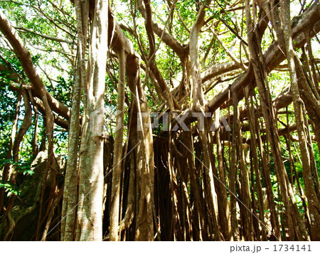 精霊が住む木 1734141