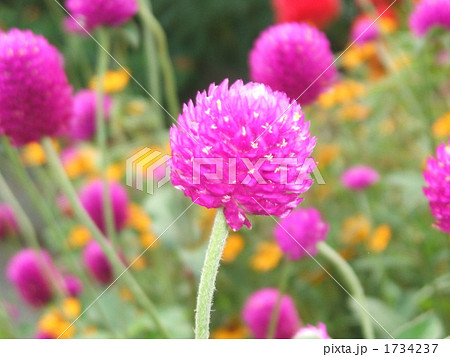 7 8月の夏に咲く紫色の丸い花 ヒユ科の千日香の写真素材