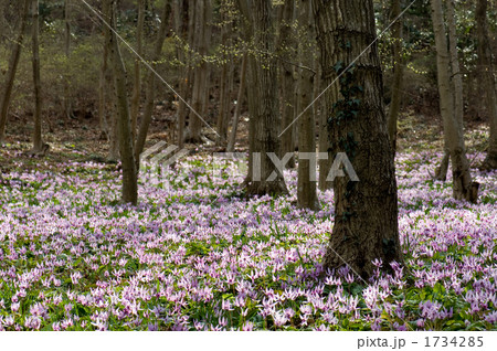 カタクリの群落 1734285