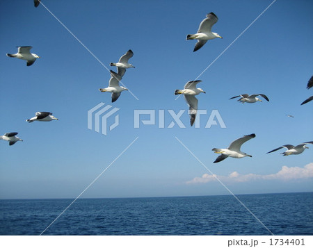 飛島のウミネコたち 1734401