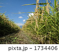 稲穂とあぜ道 1734406