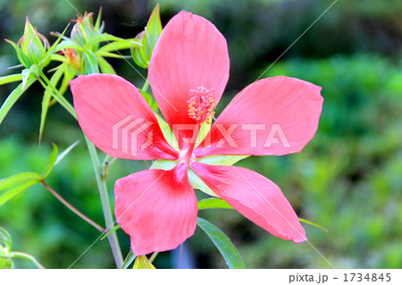 モミジアオイ 1734845