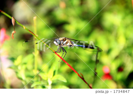 シオカラトンボ シオカラトンボ 1734847