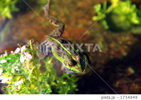 トノサマガエル 1734849