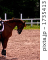 夏の馬場馬 1735413