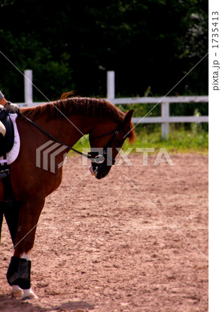 夏の馬場馬 1735413