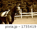 夏の馬の調教 1735419