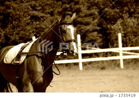 夏の馬の調教 1735419