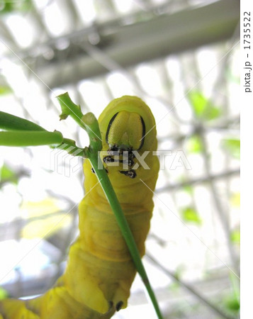 エビガラスズメの幼虫 エビガラスズメの幼虫 1735522