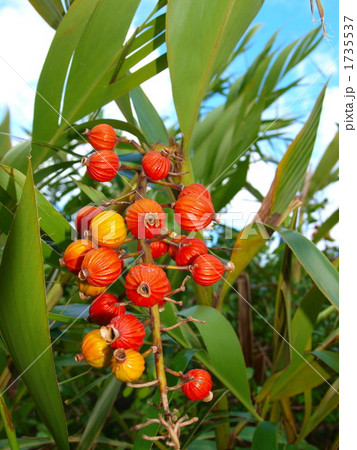 ゲットウの種 1735537