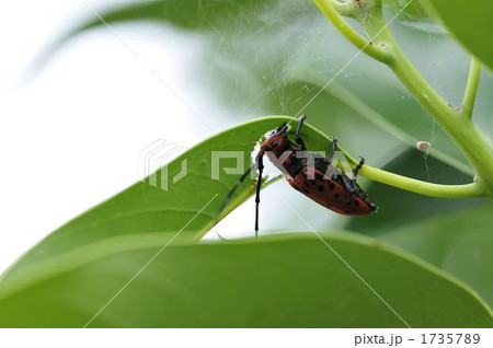 ホシベニカミキリ ホシベニカミキリ 1735789