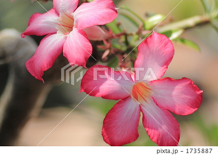 砂漠のバラアデニウムオベスム 1735887