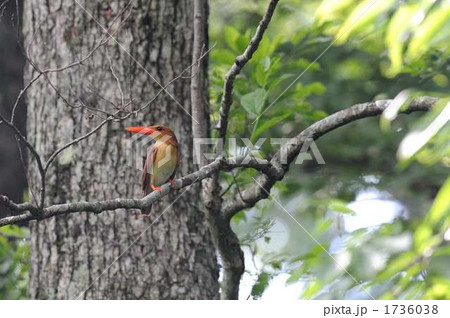 アカショウビン 1736038