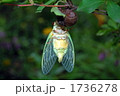 1736278