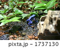 青いカエル 1737130