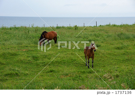 牧場の馬 1737136
