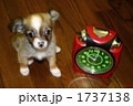 チワパピサイズ 1737138