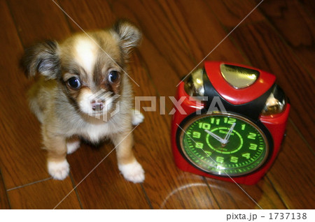 チワパピサイズ 1737138