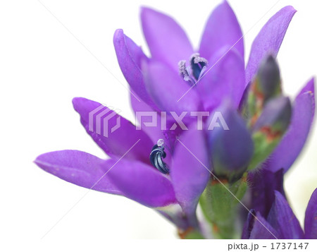 紫の花 紫の花 1737147