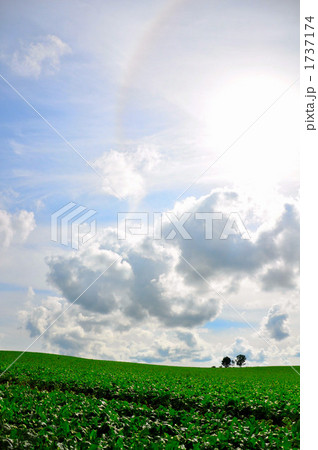 親子の木 親子の木 1737174